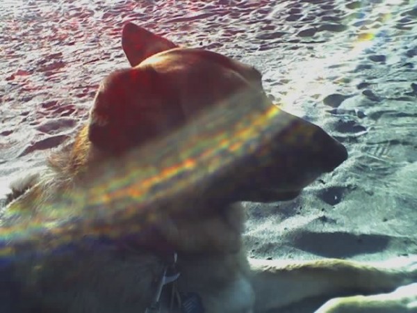 By Kat Merrill I took Ellie wherever I could, and she loved the beach. This is my favorite photo of her.