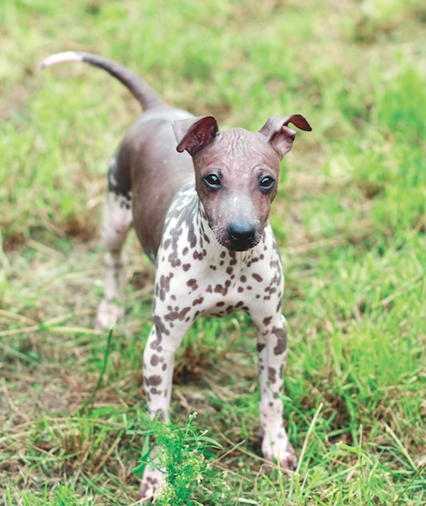 American Hairless Terrier by Shutterstock.