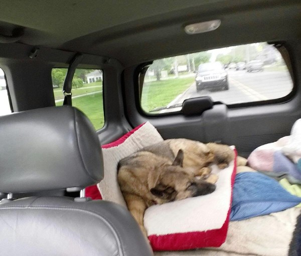 By Kat Merrill Lola lies listlessly on her bed in the back of my truck as I rush her to the emergency animal hospital. I worried that she wouldn't make it there.