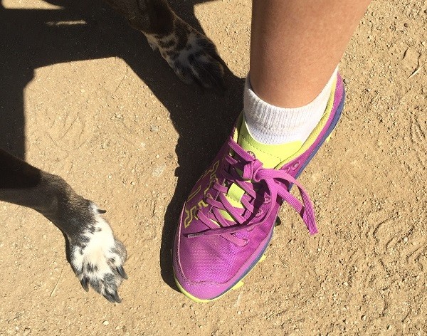 Cute Riggins' paws and Icebug Trail Runners. (photo by Wendy Newell)