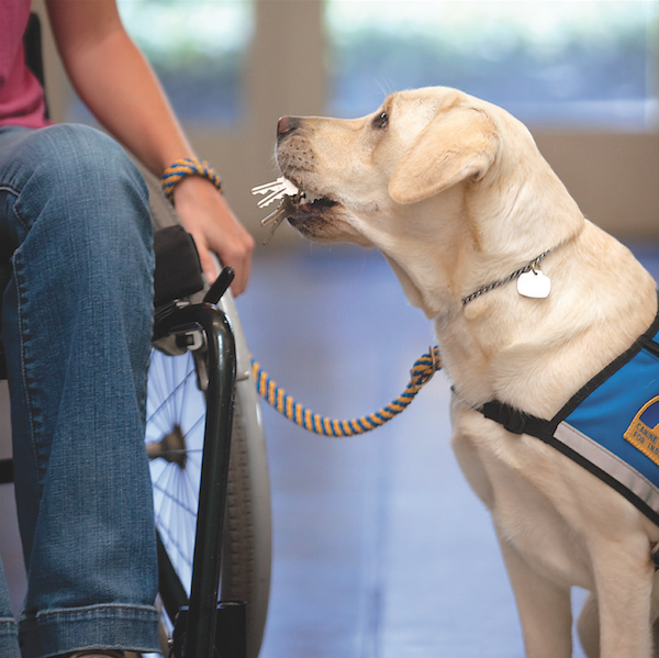 The dogs are taught more than 40 commands, including how to retrieve keys. (Photo courtesy Canine Companions for Independence)
