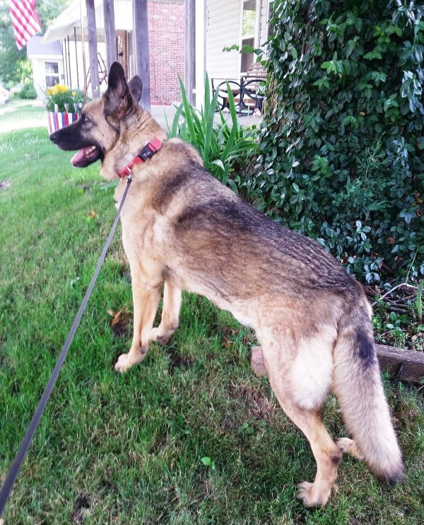 By Kat Merrill Finally regaining her strength and stamina, Lola enjoys a walk several weeks after her bout of pancreatitis.