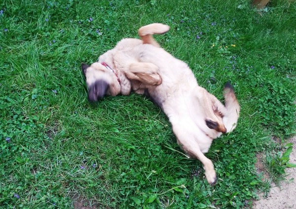 By Kat Merrill Lola plays in the yard just a few days before coming down with a severe case of pancreatitis.