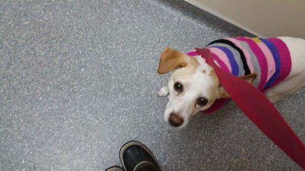 Finding a mobile vet was good for Marshmallow, who is still working on her confidence and doesn't love going to the animal hospital.