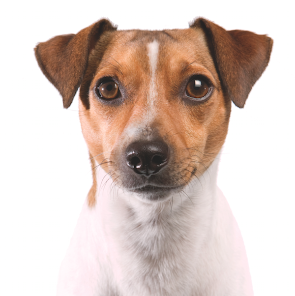 Rat Terrier by Shutterstock.