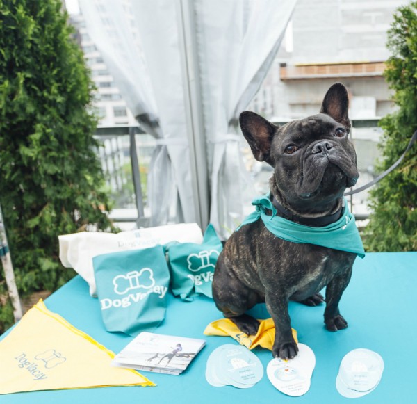 Royce repping for one of his fave brands. (Photo courtesy of Royce the Frenchie; By Emmy Park of StylePup)
