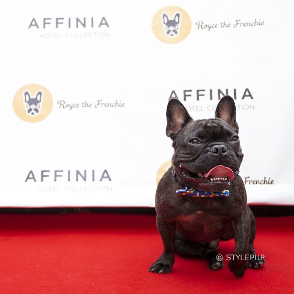 Royce on the red carpet. (Photo courtesy of Royce the Frenchie; By Emmy Park of StylePup)