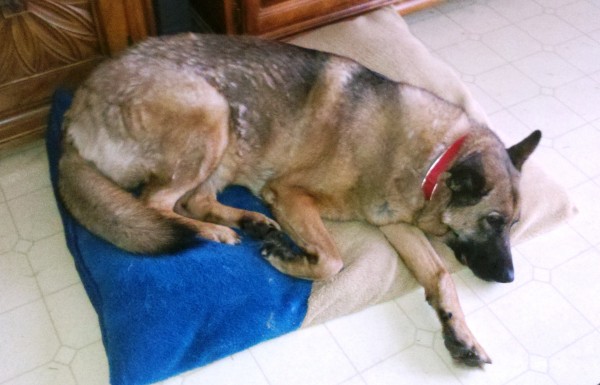 By Kat Merrill On some days after her mom died, Lola would lie listlessly on her mother's bed, looking sad.