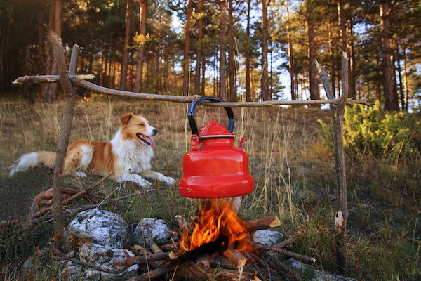 Dog near campfire by Shutterstock.