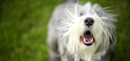 how to your to stop barking on command how to teach your the quot stop barking quot command how to your to stop barking on command how to teach your the quot stop barking quot command