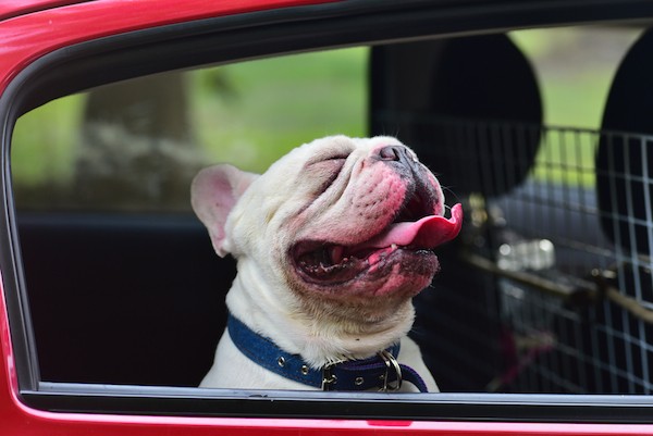 French Bulldog in a car by Shutterstock.