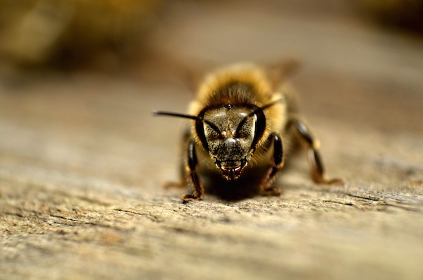 Bee by Shutterstock.