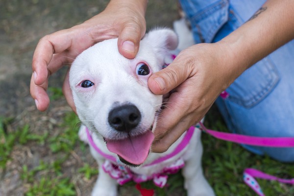 Vet checking dog's eyes by Shutterstock.
