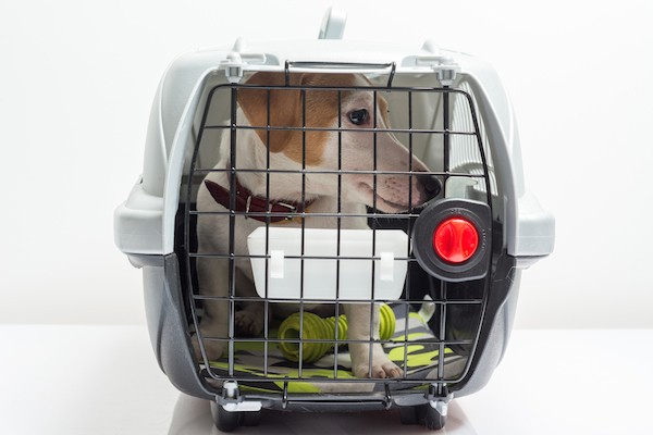 If your dog feels comfortable in their crate, it can be a safer travel option if secured. (Photo by Shutterstock)