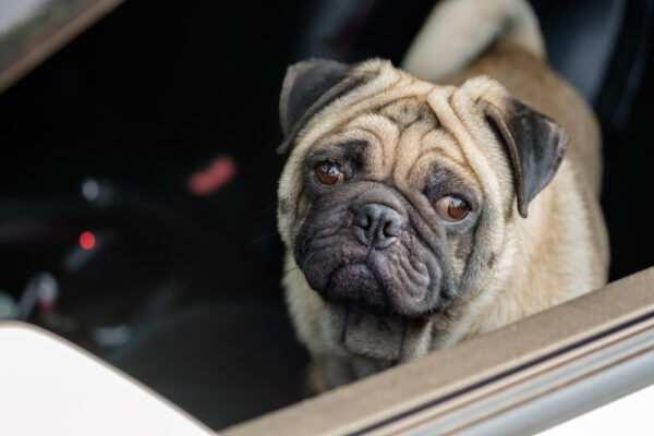 Not all dogs like road trips. (Photo by Shutterstock)