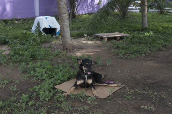 This was Tiger's living situation when Nola first started seeing him, and had gotten him shelter. Photo Credit: Nola Lee Kelsey