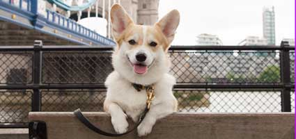 Meet Winny The Corgi Who Helped Queen Celebrate Her Birthday