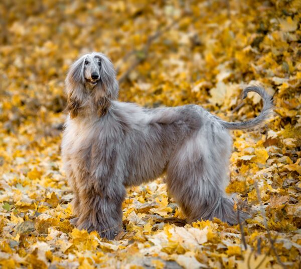 Afghan Hound courtesy Shutterstock