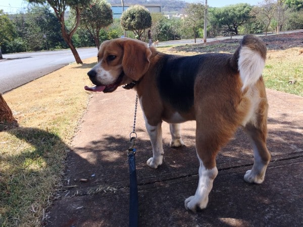 Beagle, courtesy Shutterstock