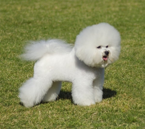 Bichon Frise courtesy Shutterstock