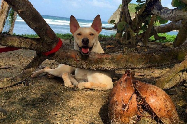 Blake received amazing care at the Barbados RSPCA. (All photos courtesy Vic Garnes)