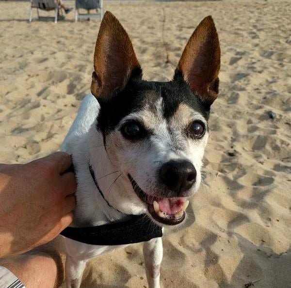 Another 2016 grant recipient of The Grey Muzzle Organization is the Rainbow Friends Animal Sanctuary on the Big Island of Hawaii. This sanctuary treats dogs like 13-year-old Pono (who just found a forever home!) to therapeutic swimming pool visits as part of their medical care.