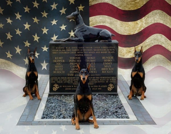 Doberman Pinscher courtesy Rich Knecht photography