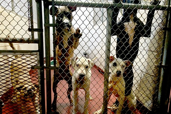 A typical, over-crowded Georgia shelter. (Photo courtesy Lisa Plummer Savas)