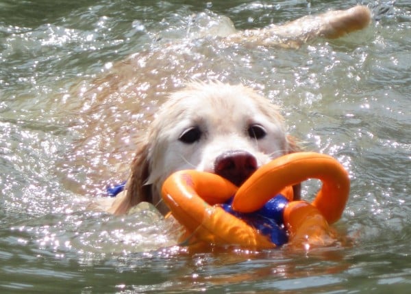 Golden Retriever courtesy Geri Yaccino