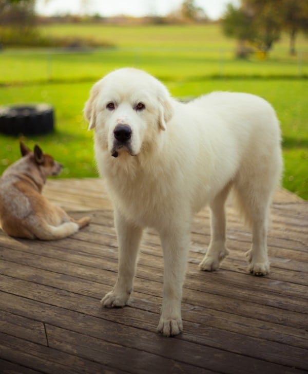 Great Pyrenees courtesy Shutterstock