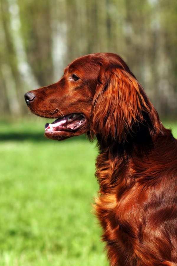 Irish Setter courtesy Shutterstock