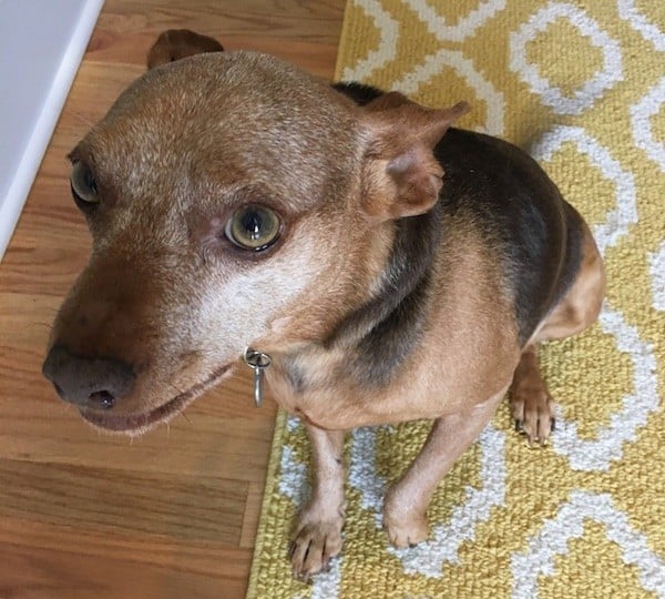 Justice's "red" fur also turned white, giving him a much more mature — and distinguished — look, even though at 8 years old he has as much energy as a puppy. (Photo by Melissa Kauffman)