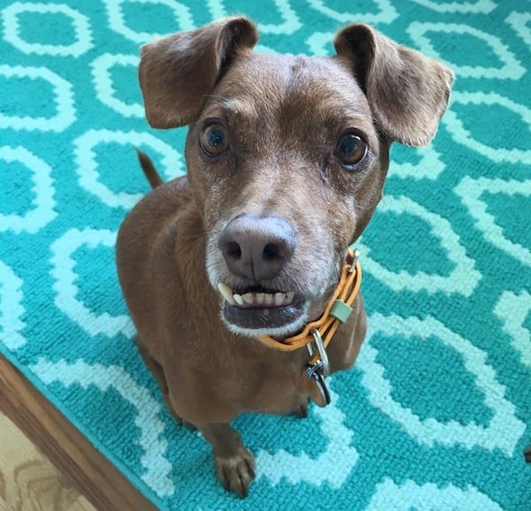 Tampa Bay's muzzle started turning white while he was still an adult, causing people refer to him as "senior" even though he wasn't. Now, he's 9 years old, but people think he is a lot older because of his white face. (Photo by Melissa Kauffman)