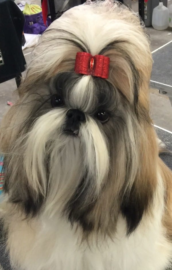 Shih Tzu courtesy Troy Clifford Dargin