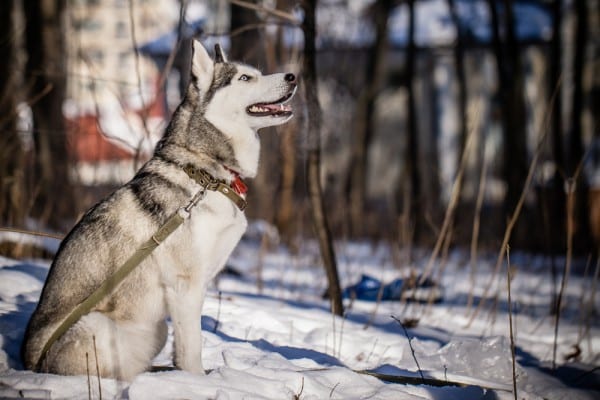 Siberian Husky courtesy Shutterstock