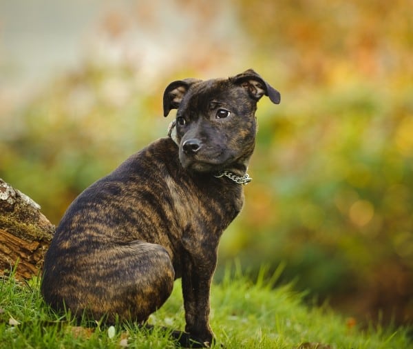 Staffordshire Bull Terrier courtesy Shutterstock