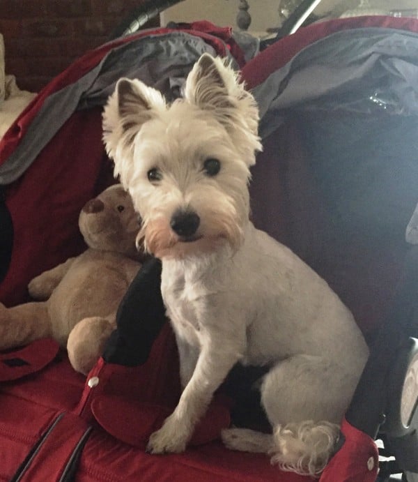 West Highland White Terrier courtesy Mary Perkins