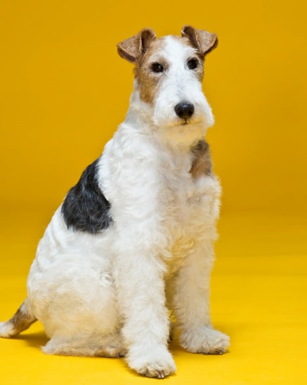 Wire Fox Terrier courtesy Lucia Hackett