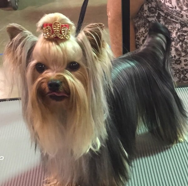 Yorkshire Terrier courtesy Zoey porter and Mary Ingersoll-Ackerman