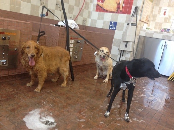 Riggins shares a self wash bath with his friend's Dolci and Mckenzie. Big dogs who can't get up in the tub are washed on the floor. (Photo by Wendy Newell)