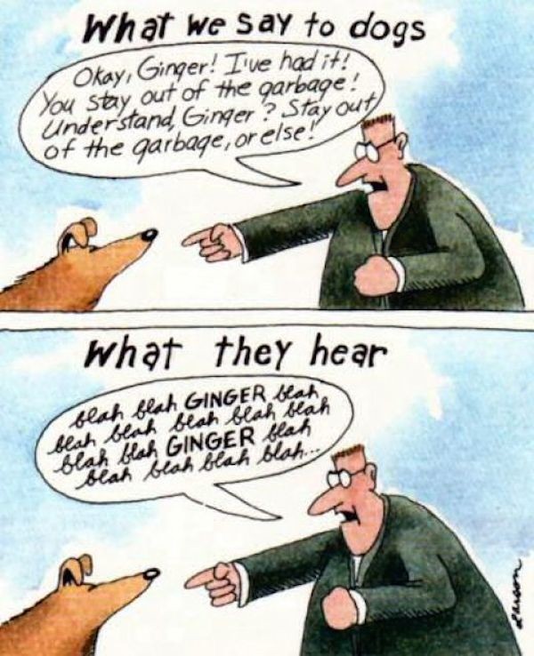 What they hear. (Cartoon by Gary Larson)