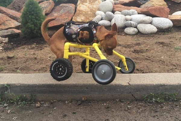 While Daffodil is mobile and energetic without her wheels, she's practically unstoppable with them. (Photo courtesy Daffodil on Wheels)