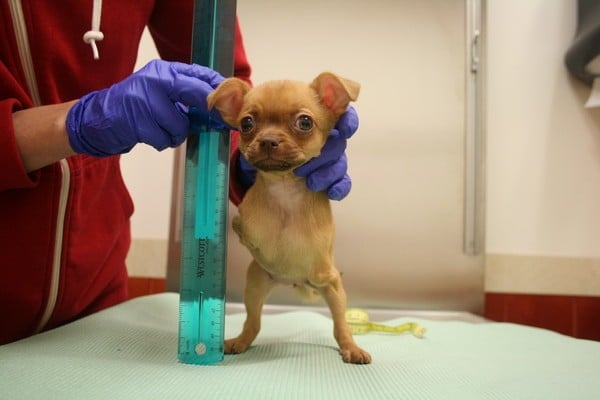 Young Daffodil needed wheels and a home. (Photo courtesy San Francisco SPCA)