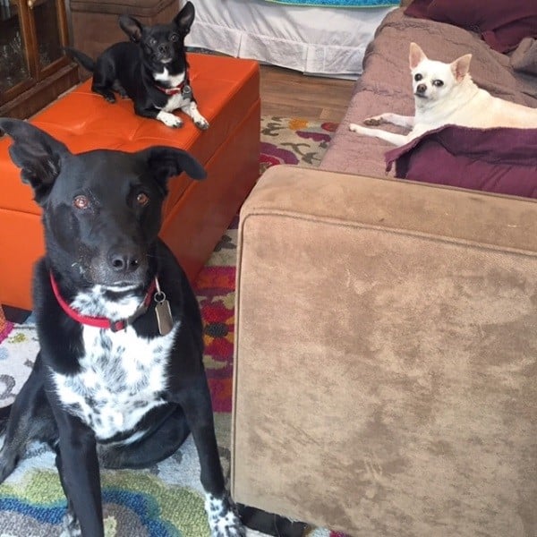 Housemates Riggins, Louie and Fredo. (Photo by Wendy Newell)