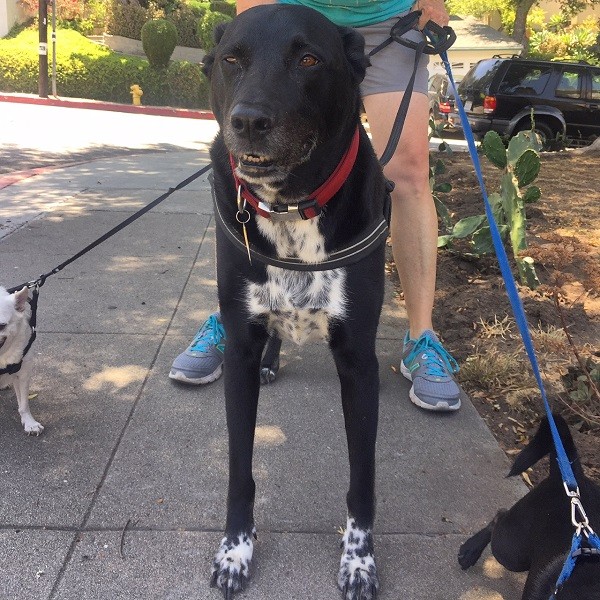 My darling Riggins on his way home with our upstairs neighbors. (Photo by Wendy Newell)