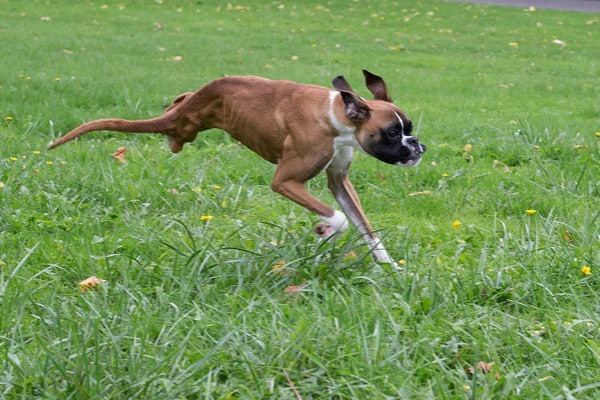 Duncan can run upright like a four legged dog. (All photos courtesy @duncanlouwho on Instagram)