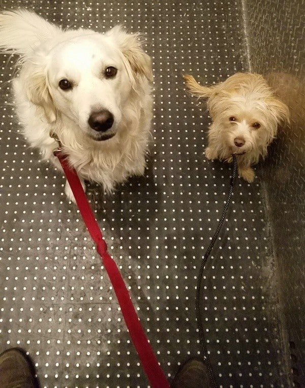 Position your dogs at the back of the elevator. (Photo by Logan )