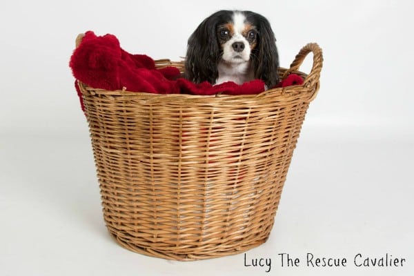 Lucy is now pampered and spoiled. (All photos courtesy Lucy the Rescue Cavalier)