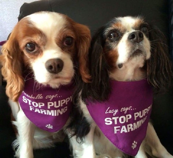 Lucy (right) with fellow rescue Annabelle. (All photos courtesy Lucy the Rescue Cavalier)