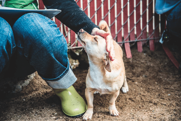 Touch can soothe a mildly upset or anxious canine. (Photo by Moncho Camblor) 